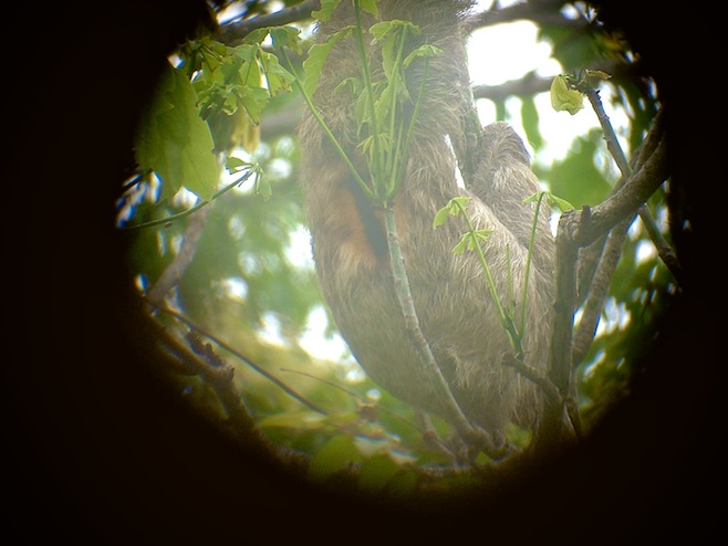 Panama Sloth.JPG (82011 bytes)